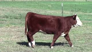 2021 J&L and Guests Sale - Lot 13A