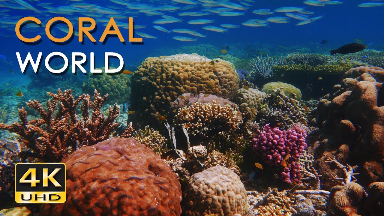 4k Coral World Tropical Reef Fish Relaxing Underwater Ocean