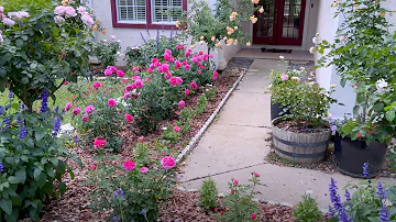 A Tour of My Personal Rose Garden