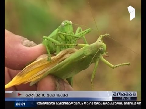 კალიების შემოსევა