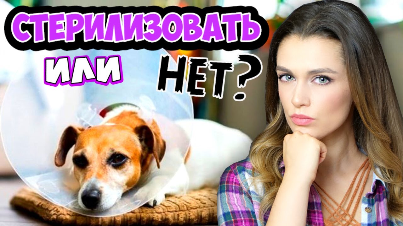 нужно ли кастрировать собаку?
