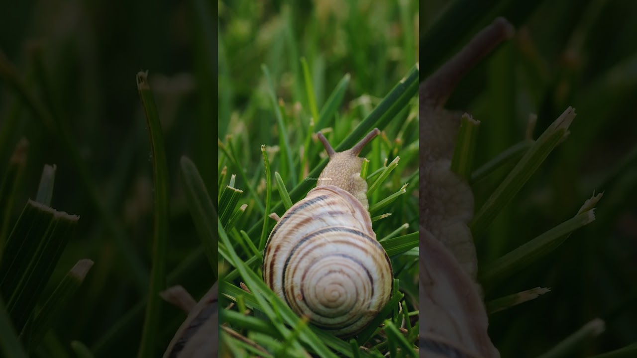 Snail crawling green grass with its shell 