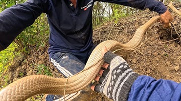 Không Uổng Công Sức Để Đào Chiếc Hang Rắn To Như Vậy | TGSB #1099