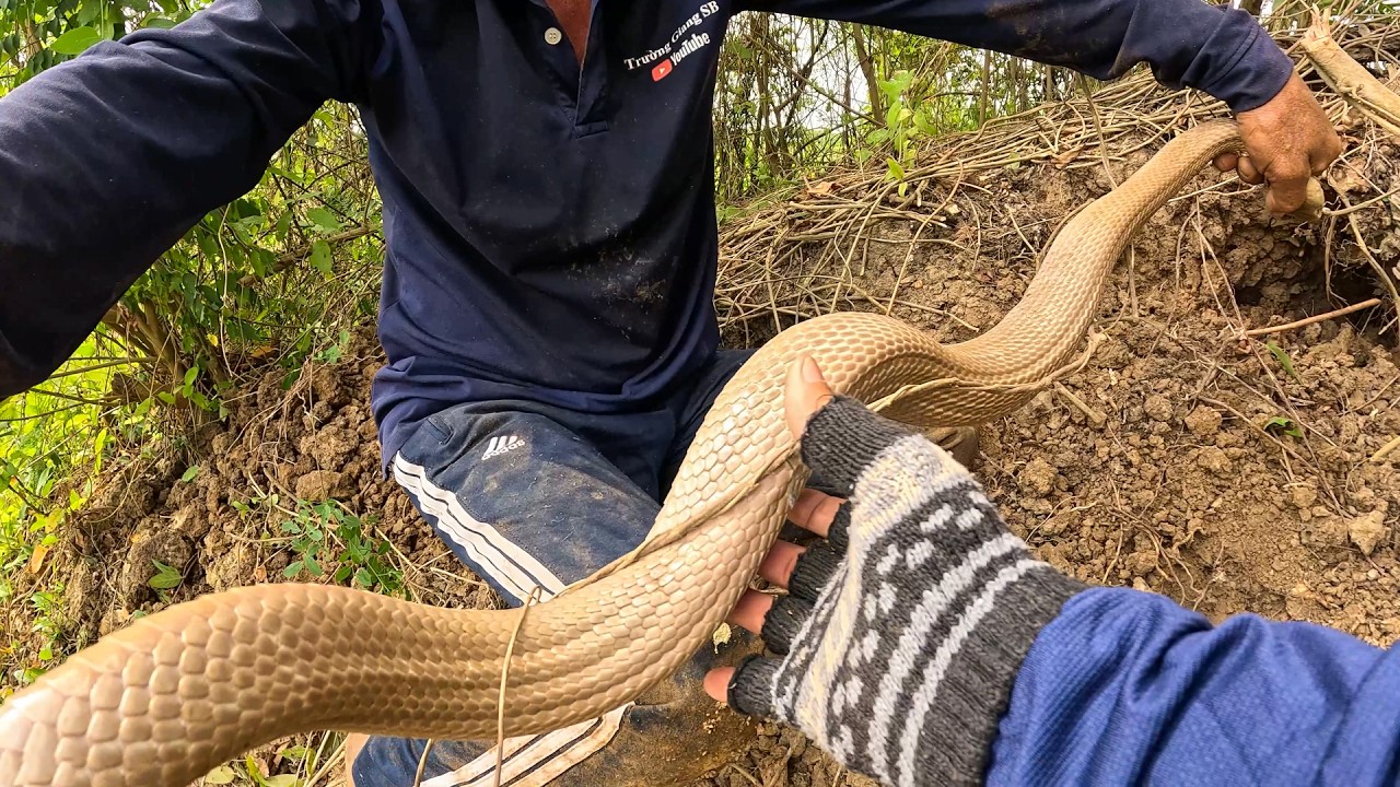 Không Uổng Công Sức Để Đào Chiếc Hang Rắn To Như Vậy | TGSB #1099