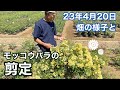 23年4月20日の様子とモッコウバラの剪定