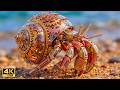 Can Mechanical Creatures Live in Harmony with Nature? | New Art & Music