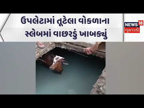 Rajkot Upleta Municipality News | ઉપલેટામાં તૂટેલા વોકળાના સ્લેબમાં વાછરડું ખાબક્યું | News18