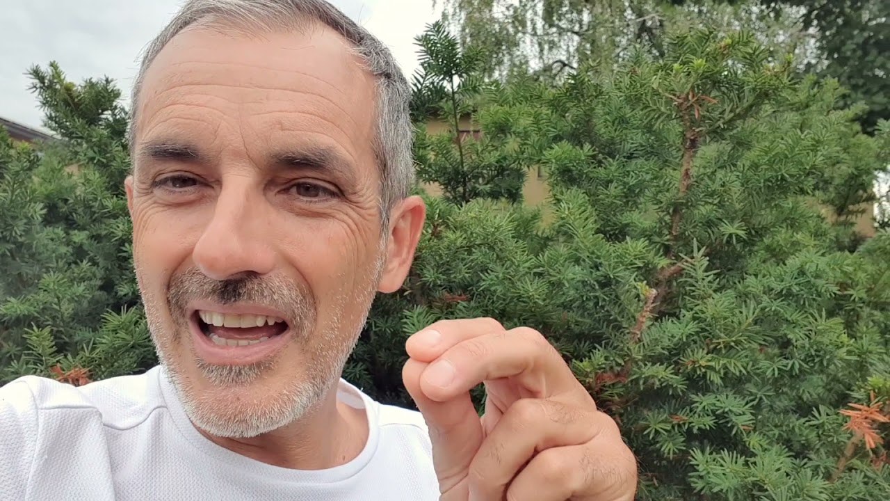 Taxus baccata una bella pianta adatta per le siepi