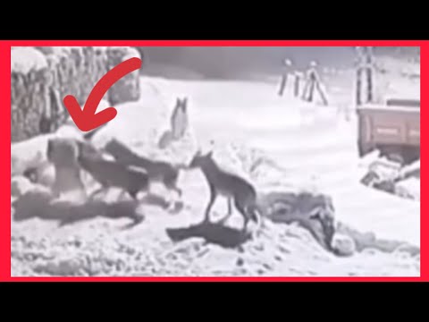 Kangal Turco vs Lobos - Recopilaciones de enfrentamientos