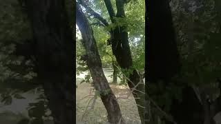 Al Quran recitation 🎧🇵🇰🌴 #quran #nature #beautiful #surah #ytshorts #viralvideos #trending