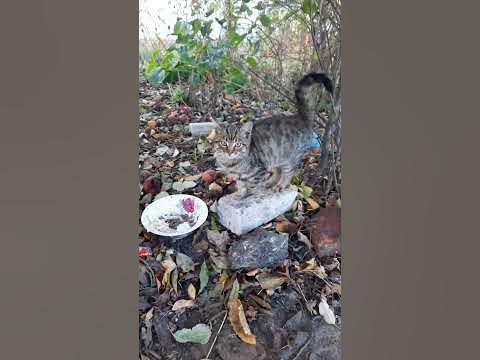 миле кошеня #kitten #cute #funny - YouTube