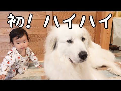 【ついに！】初めて妹がハイハイしたのを見て大興奮する超大型犬が可愛いw｜グレートピレニーズ