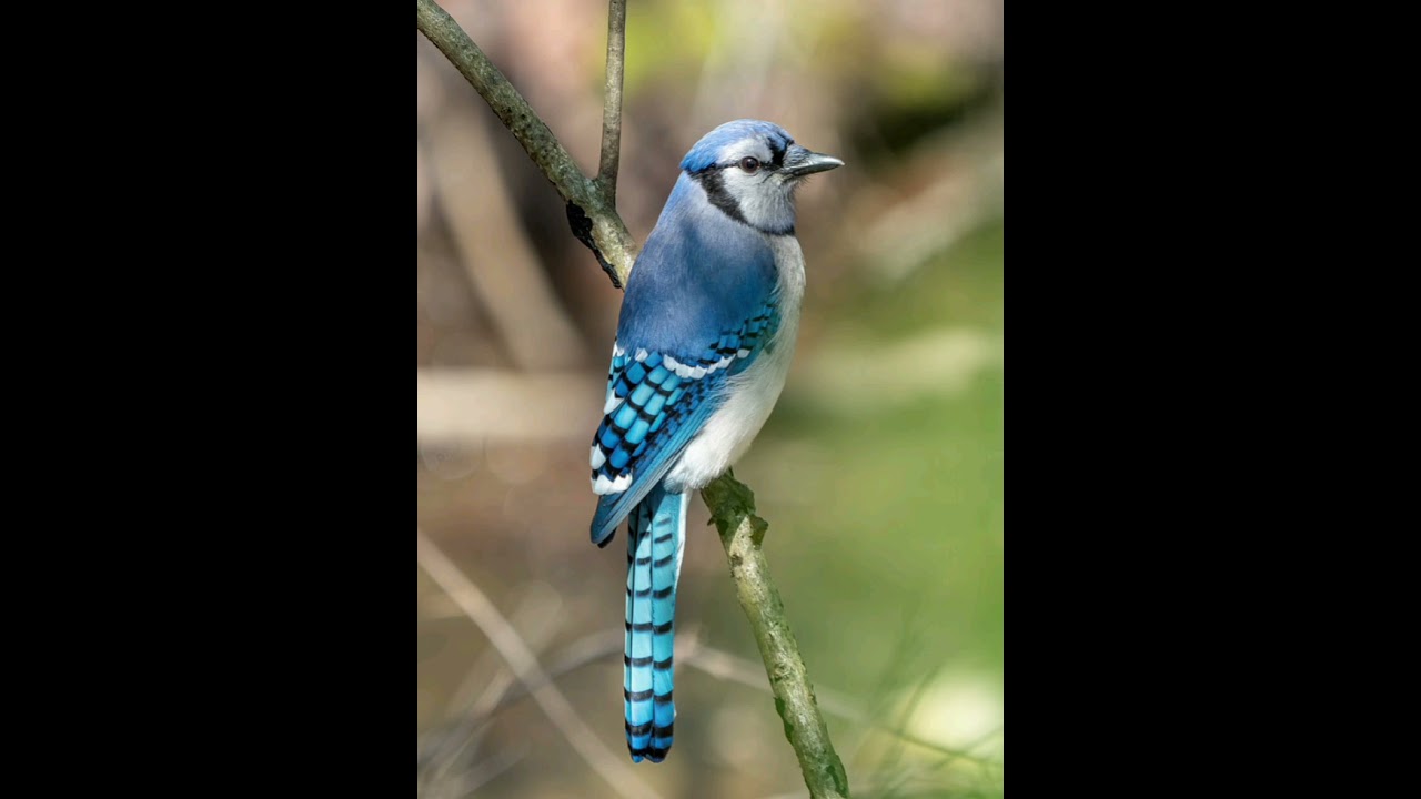 blue jay sounds