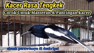 Kacer Rasa Tengkek | Cocok untuk masteran & Pancingan kacer.