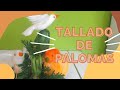 TALLADO/ Palomas en zanahoria y nabo