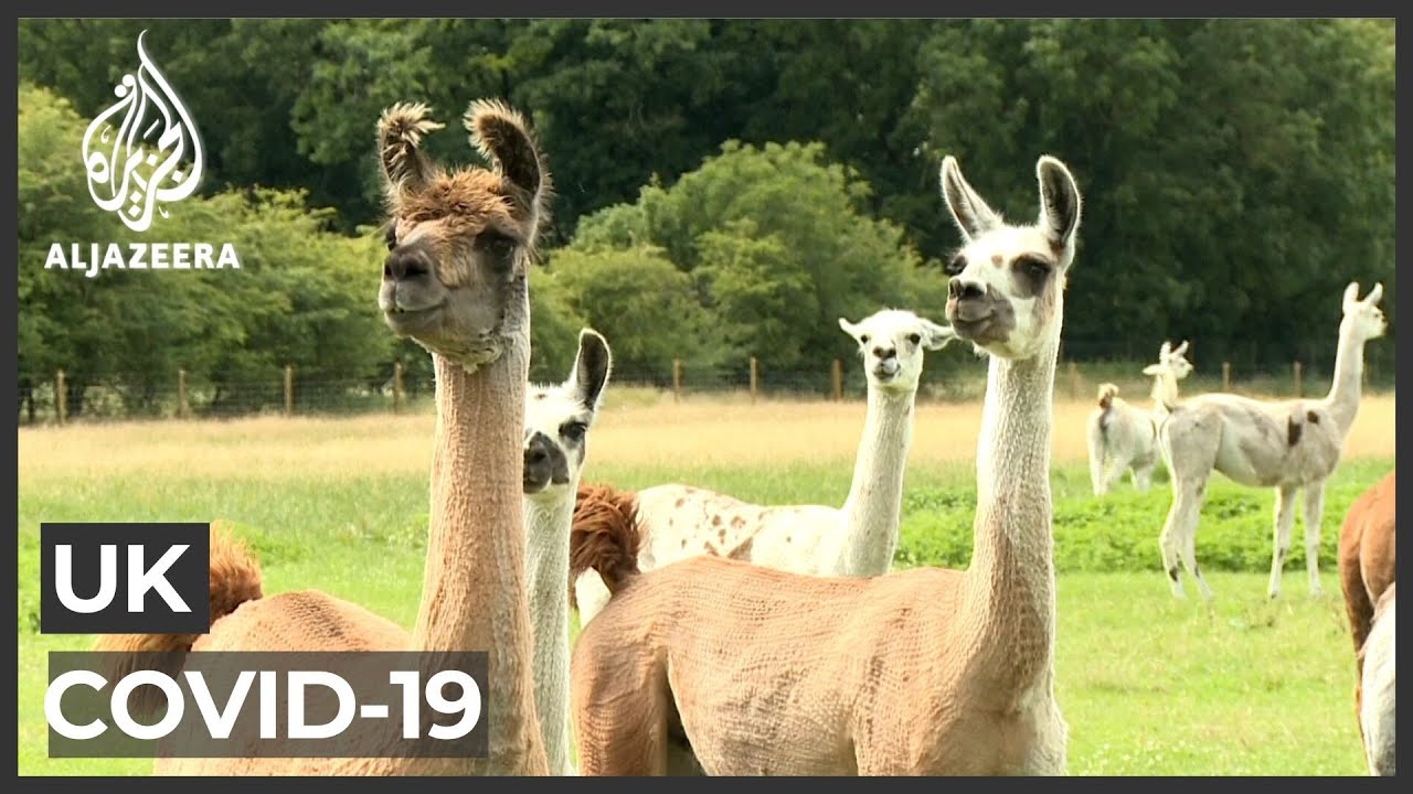 علماء بريطانيون: حيوانات اللاما قد توفر علاجاً لمرض كوفيد-19
