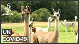 UK scientists: llamas may provide COVID-19 treatment