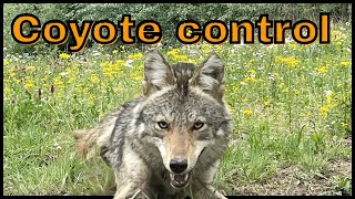 Fawning Season Coyote Control