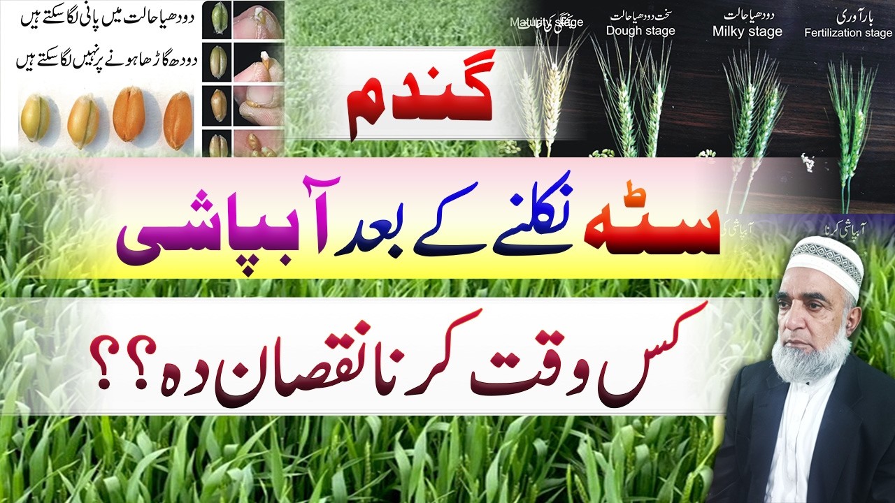Critical stages of wheat crop for irrigation || Crop Reformer
