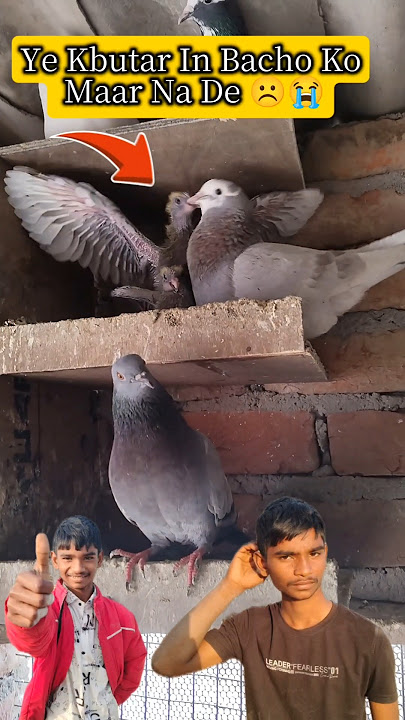 pta nhi Kbutar ke bache ko kya kar rha h 😭 #shorts #short #pets #pigeon #pigeonhouse #animals
