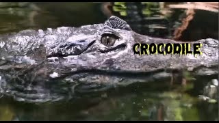 التمساح crocodile