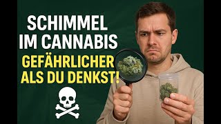 Schimmel im Cannabis – Die verborgene Gefahr und wie du dich schützen kannst! #CannabisGesundheit
