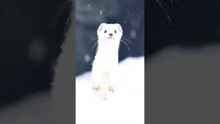 😍雪地里的白鼬！萌化了！#Animal 【跟着图尔去旅行】