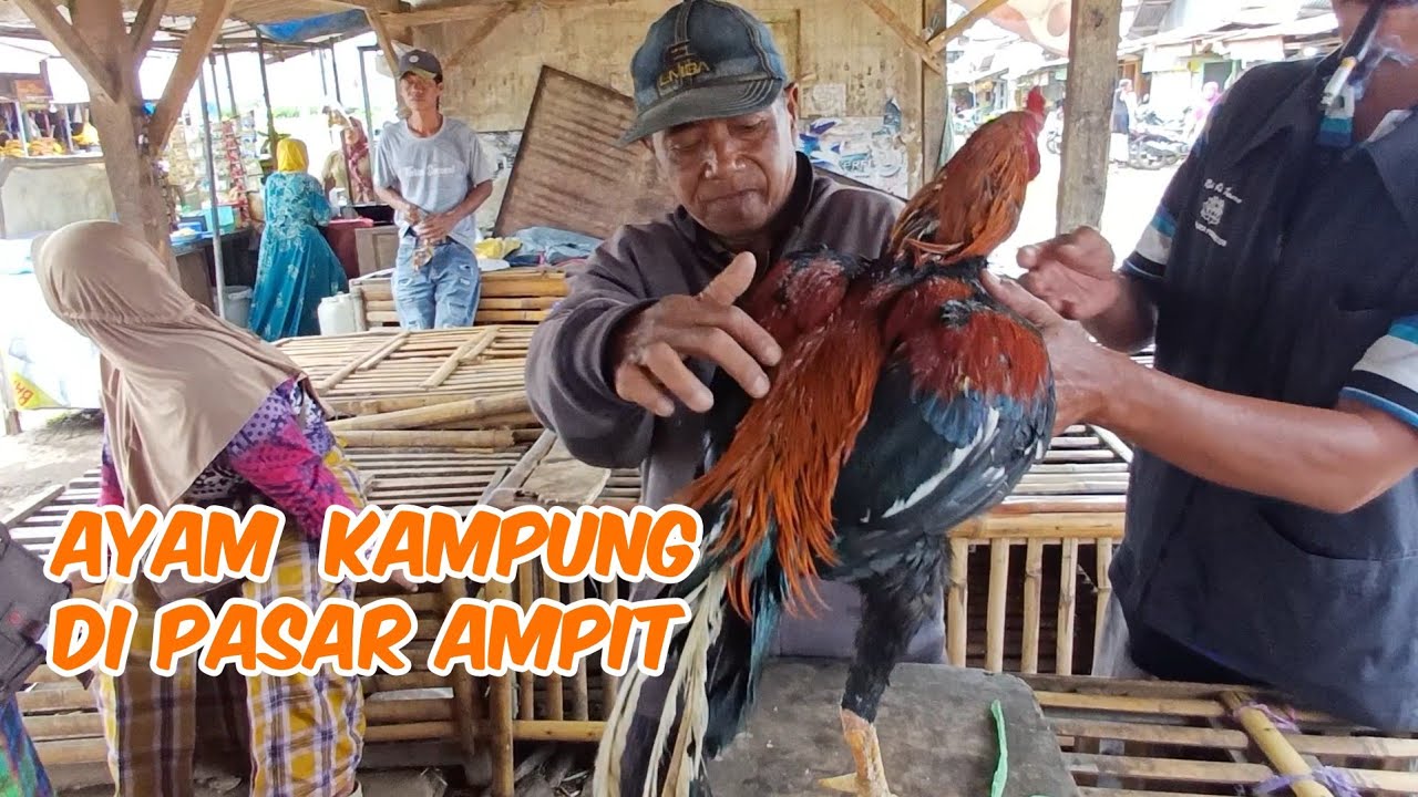 Menjelang puasa harga ayam di pasar Dampit ada kenaikan stok menipis
