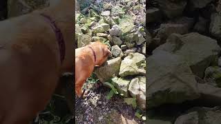 Rebel has only just noticed this Dogue de Bordeaux ornament in the rockery, after a year! 😂 by Regalrouge Dogue de Bordeaux 301 views 2 years ago 1 minute, 28 seconds