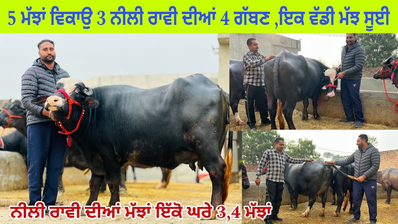 ਸੋਨੇ ਤੇ ਹੀਰੇ ਵਰਨਾਲੇ ਕੋਲ 3 ਨੀਲੀ ਰਾਵੀ ਮੱਝਾ ਵਿਕਾਊ/ ਇੱਕ ਫੁੱਲ ਵਜ਼ਨਦਾਰ ਵੱਡੀ ਮੱਝ/ ਪੱਟੀ/ ਤਰਨਤਾਰਨ 