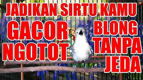 REM BLONG : Pancingan Ngetir Tanpa Jeda, Bikin Sirtu / Cipoh Gacor Ngotot