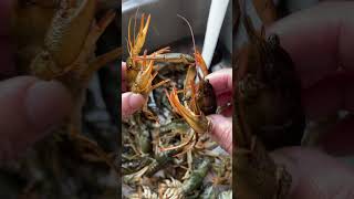 All time favorite Crayfish / Crawfish