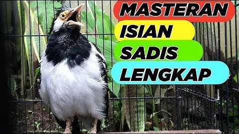 Suara Jalak Suren Bikin Burung Jalak Cepat Gacor Full Isian bikin EMOSI jalak lain