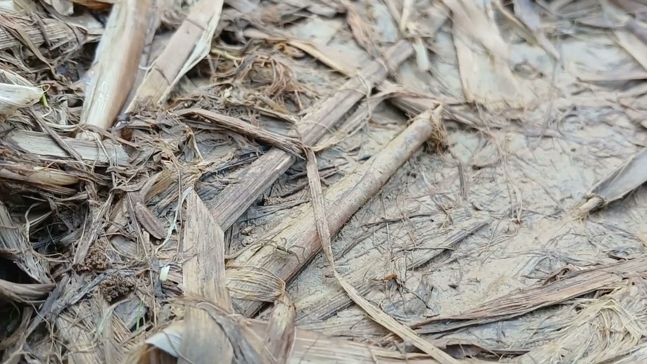 ​🏷️ Extreme Close-up of a Small Brown Spider Resting on Dry Straw Near a Dew-Covered Green Plant 6