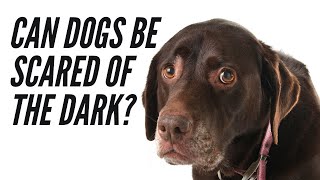 can puppies be afraid of the dark