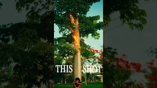Burning Tree VFX in DaVinci Resolve #edit #colorgrading #vfx #davinciresolve #filmmaking