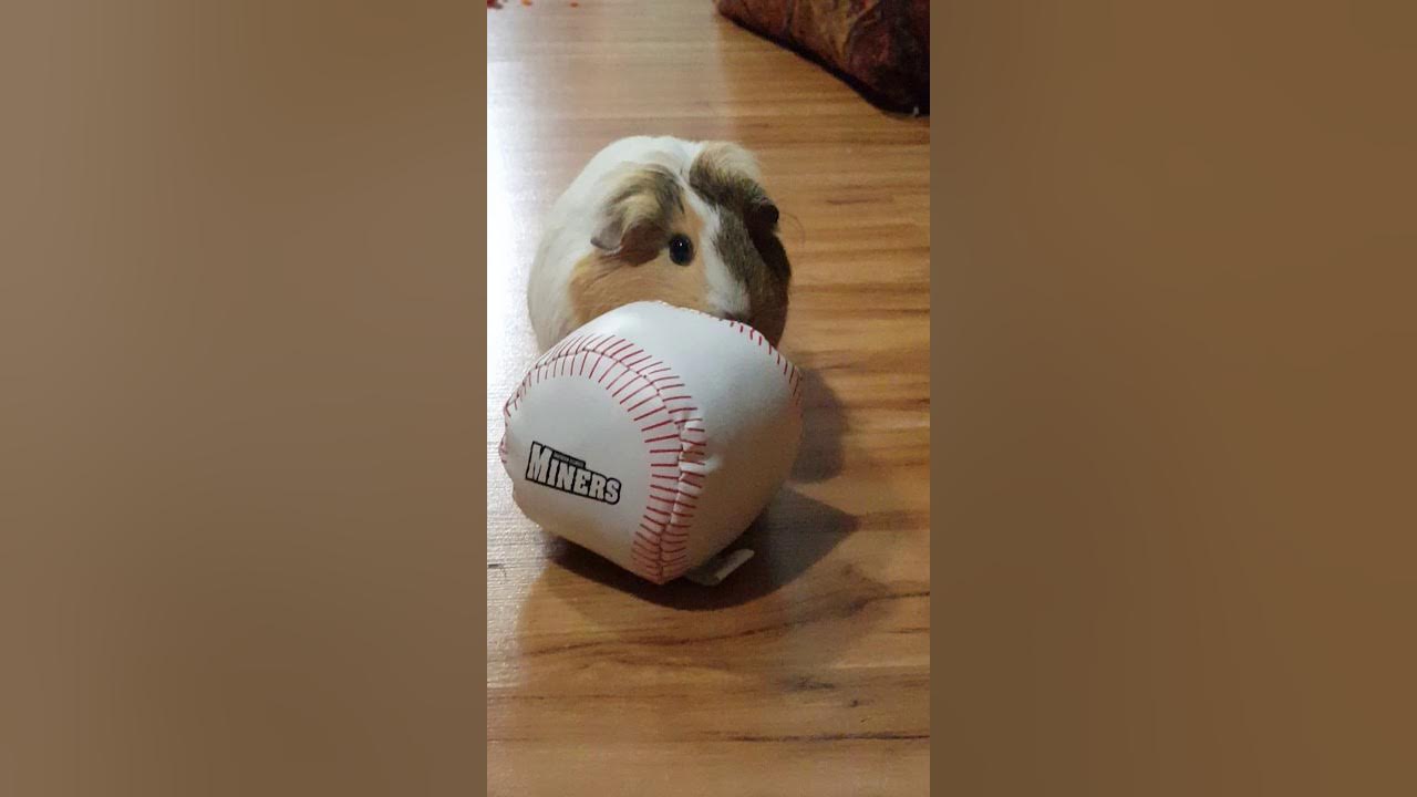 My guinea pig attempts to roll a ball( Guinea pig sports ) YouTube