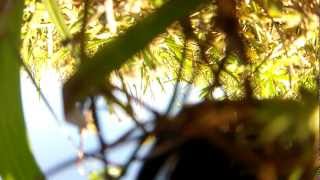 GoPro hero2 on multiplex funjet Crashes on takeoff