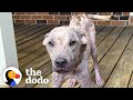Pittie Whose Fur Almost Turned To Stone Looks Competely Different Now | The Dodo