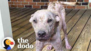 Pittie Whose Fur Almost Turned To Stone Looks Competely Different Now | The Dodo