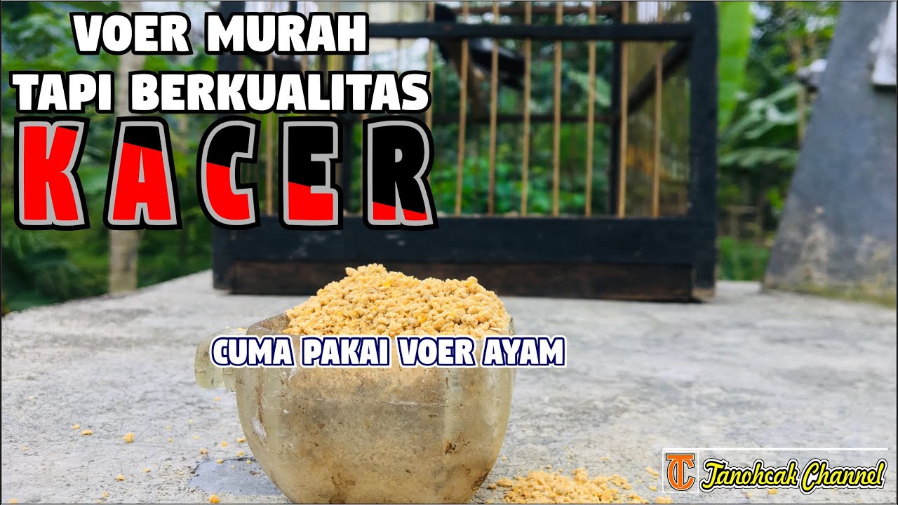 Merk Voer yang Cocok untuk Kacer Tipe Dingin