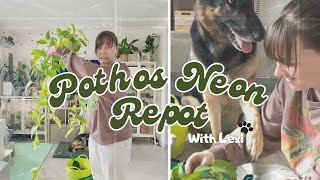 Repot with me 🪴 repotting my very big pothos (epipremnum) neon🤞🏻with the help of Lexi 😂🐶