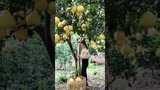 Harvesting #Pomelo citrus tropical fruit| حصاد البوميلو او الشادوك وهي من اشجار الحمضيات الاستوائية
