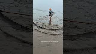 Use Special Fishing Net Tool To Collect Bullacta Exaratas On The Beach After Fall Of Tide !