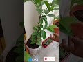 Terrace Garden gauva plant #garden #gardening #agriculture #plants #flowers #harishvlogs