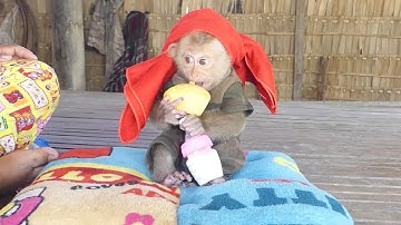 Wow Very Cute All Hands Busy With Milk & Cake Look Like So Hungry