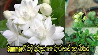 How To Grow Mogra Plant In Pot | Top 5 Tips To Get More Blooms In Jasmine Plant
