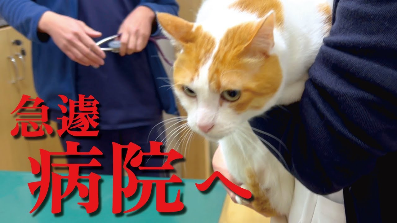 先住猫が嘔吐しまくるので急遽病院に連れていきました【関西弁で