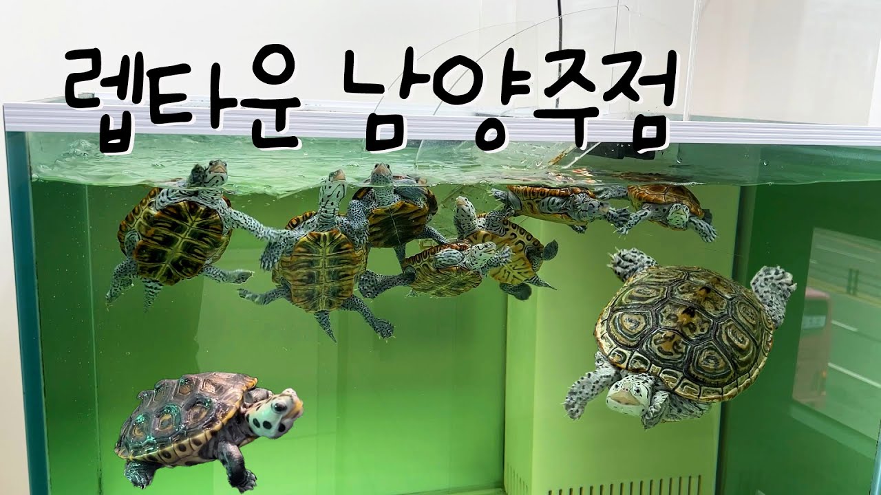 남양주에도 테라핀 전문점이?! -렙타운 남양주점 방문기-   