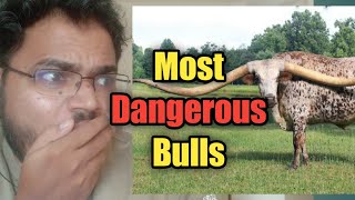 Top 10 Most Dangerous Bulls !!!